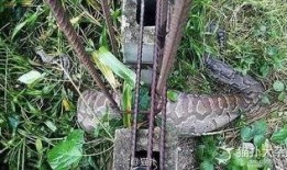 吃瓜栅栏,网络热议背后的真相与反思