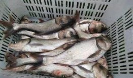 鱼民吃瓜船,揭秘吃瓜船的奇妙之旅