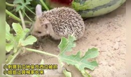 刺猬吃瓜图片,一场自然界的美食盛宴