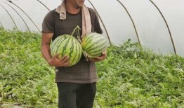 吃瓜壁纸合集,吃瓜壁纸合集大揭秘