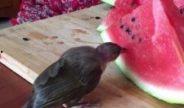 看小鸟吃瓜视频,小鸟巧吃瓜，萌态十足引围观