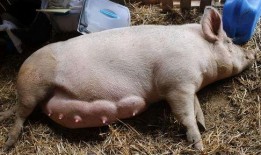 给母猪吃方瓜,提升繁殖效率