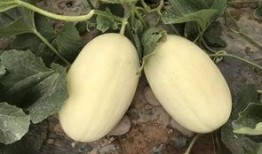 魏师傅吃瓜,揭秘娱乐圈幕后故事