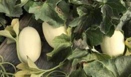 魏师傅吃瓜,揭秘娱乐圈幕后故事