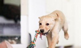 狗子自己刨土瓜吃,趣味横生引网友热议