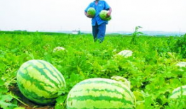 田间吃瓜评价,品鉴自然之美，感受田园生活