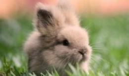 吃瓜的兔子,揭秘娱乐圈幕后故事