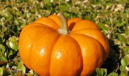 南瓜水瓜可以吃吗怎么吃,健康营养两不误