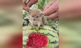 刺猬吃瓜图片,一场自然界的美食盛宴