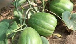 吃瓜吃到一半的瓜怎么形容