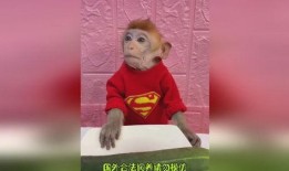 恶搞吃瓜图片,笑料百出，揭秘网络搞笑界的“瓜王”