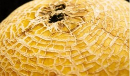 kpop吃瓜汇总2024,热点事件盘点与幕后揭秘