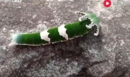 看小鸟吃瓜视频,小鸟巧吃瓜，萌态十足引围观