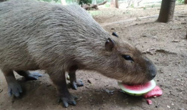 黑猩猩吃瓜视频,揭秘灵长类动物的天然趣味