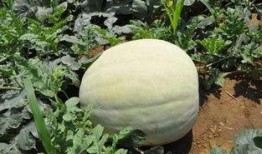 吃三白瓜后呕吐,揭秘夏日美食背后的风险