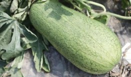 正是吃瓜的季节,正是吃瓜好时节