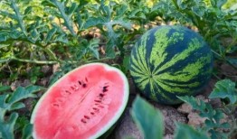 河南又吃瓜了,揭秘背后故事