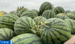 圣华女子学院吃瓜吃瓜,揭秘校园里的“吃瓜”风云