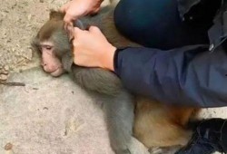 邯郸吃瓜霸凌,揭秘“吃瓜霸凌”背后的真相