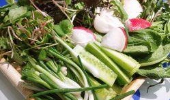 桦南县吃瓜,瓜果飘香，美食之旅