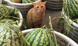 吃不到瓜的吃瓜,揭秘网络热词背后的真相