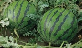 沂水吃瓜,探寻乡村美食的魅力之旅