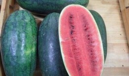 黑了su吃瓜网,揭秘娱乐圈幕后真相，带你走进明星生活