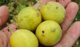 小野瓜咋吃,小野瓜的多样食法探索