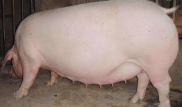 给母猪吃方瓜,提升繁殖效率