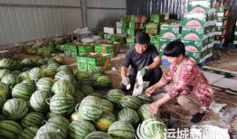 闻喜吃瓜事件,一场引发全民热议的网络狂欢