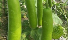 天天吃瓠瓜好吗,健康生活每一天