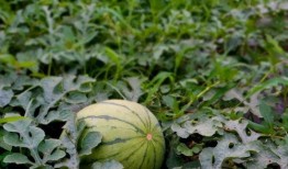 西大村吃瓜,一场别开生面的夏日狂欢