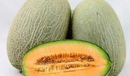 猪猪吃哈密瓜么,哈密瓜大挑战