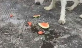 喂狗吃瓜图,喂狗吃瓜图鉴