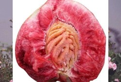 nt吃瓜,一场关于“吃瓜”的狂欢盛宴