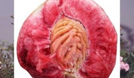 nt吃瓜,一场关于“吃瓜”的狂欢盛宴