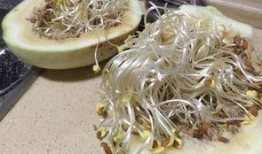 吃三白瓜后呕吐,揭秘夏日美食背后的风险