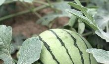 盐城大网红吃瓜,揭秘网络红人的幕后故事