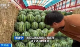 金猪吃瓜,趣味横生的田园生活趣事