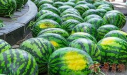 圣华女子学院吃瓜吃瓜,揭秘校园里的“吃瓜”风云