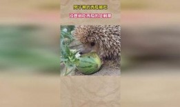 刺猬吃瓜图片,一场自然界的美食盛宴