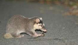 吃瓜的猹找不着瓜,探寻瓜果失落的奇幻之旅