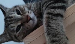 有兽焉吃瓜,揭秘动物界的“美食家”