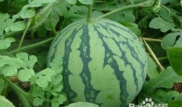 夏天吃瓜对身体好吗,吃瓜对身体的好处与注意事项