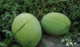 陕西水果瓜怎么吃,陕西水果瓜的多样食法探索