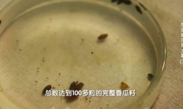 什么动物吃瓜不吐籽,揭秘哪些动物能吃瓜不吐籽