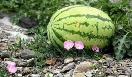 宁夏最吃瓜,瓜田里的那些事儿，带你领略塞上风情