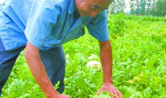 田间吃瓜评价,品鉴自然之美，感受田园生活