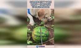 吃瓜的大狗子,吃瓜大狗子的趣味生活揭秘