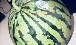 凉山网红吃瓜,揭秘网络红人的幕后生活